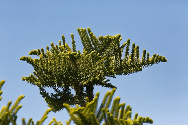 Jardin Botanique de la Bastide-061